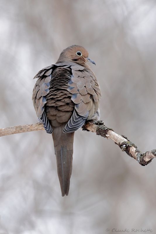 Tourterelle triste / Mourning Dove