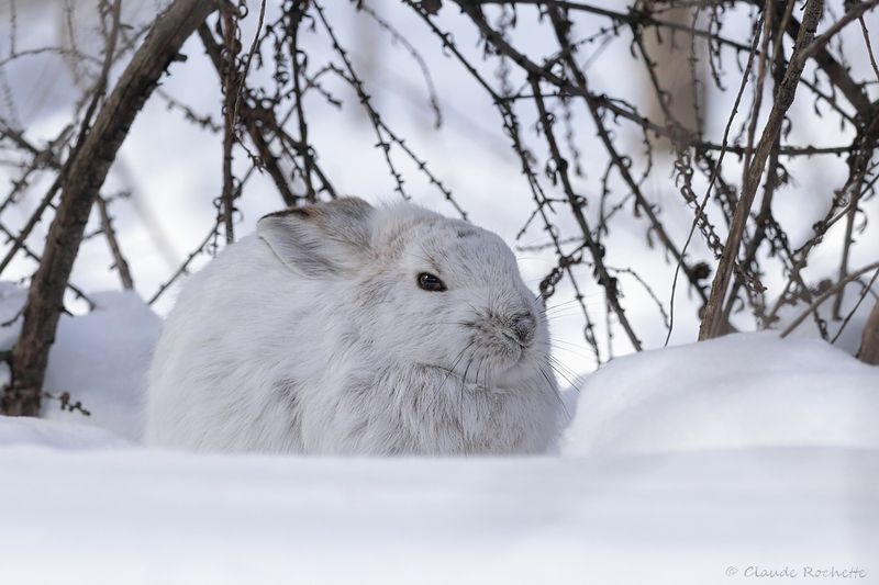 Lièvre d'Amérique / Snowshoe Hare