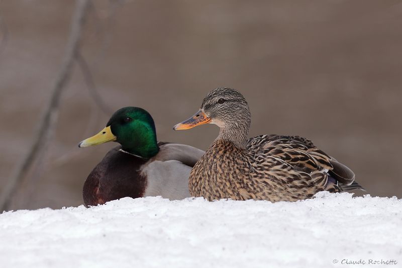 Canard colvert / Mallard