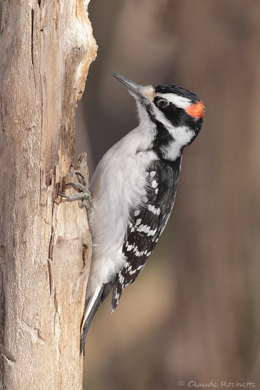 Pic chevelu / Hairy Woodpecker