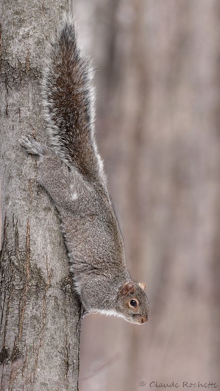 Écureuil gris / Eastern grey squirrel