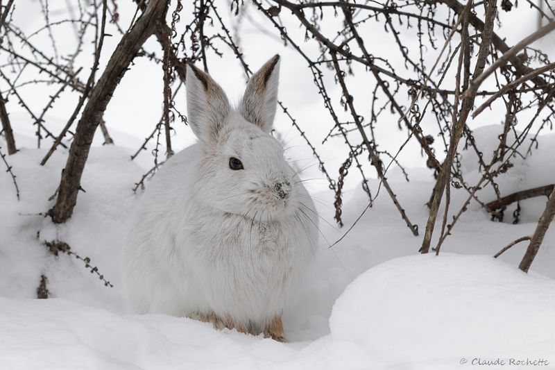 Lièvre d'Amérique / Snowshoe Hare