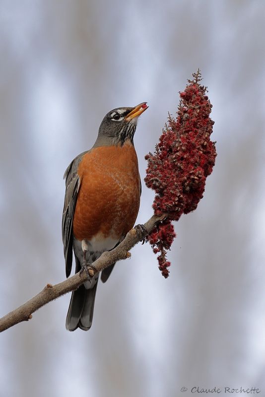 Merle d'Amérique / American Robin