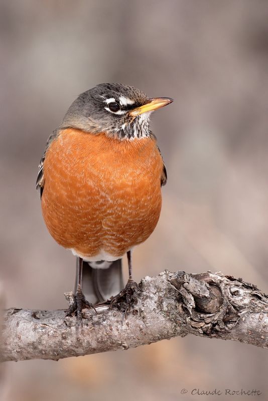 Merle d'Amérique / American Robin
