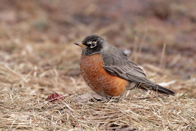 Merle d'Amérique / American Robin
