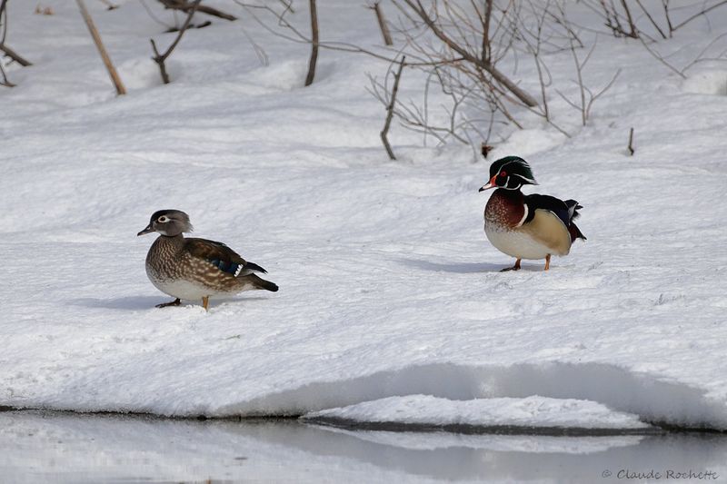 Canard branchu / Wood Duck