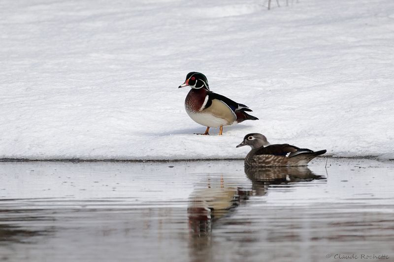 Canard branchu / Wood Duck