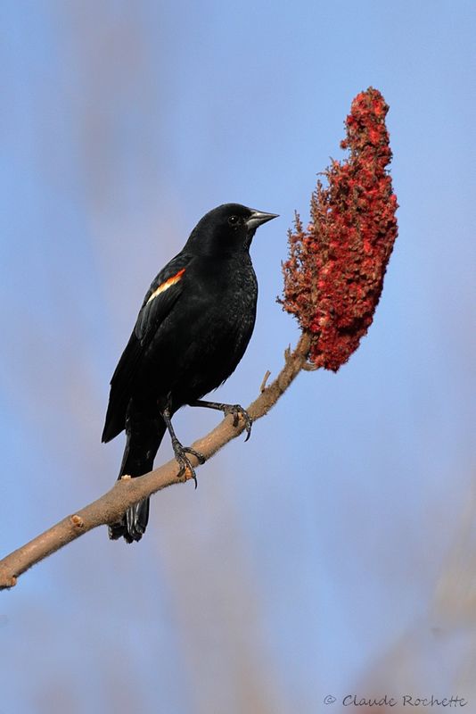 Carouge à épaulette / Red-winged Blackbird