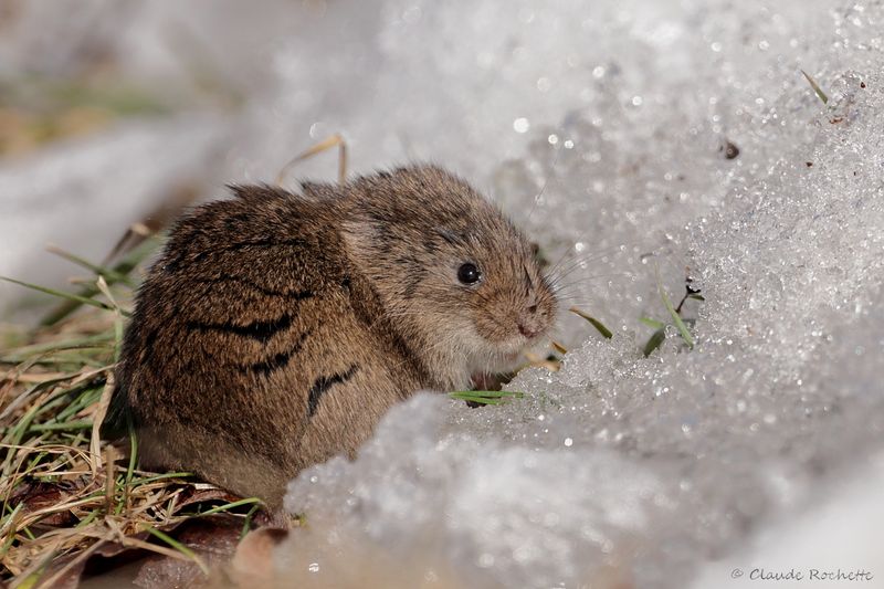 Campagnol / Common vole