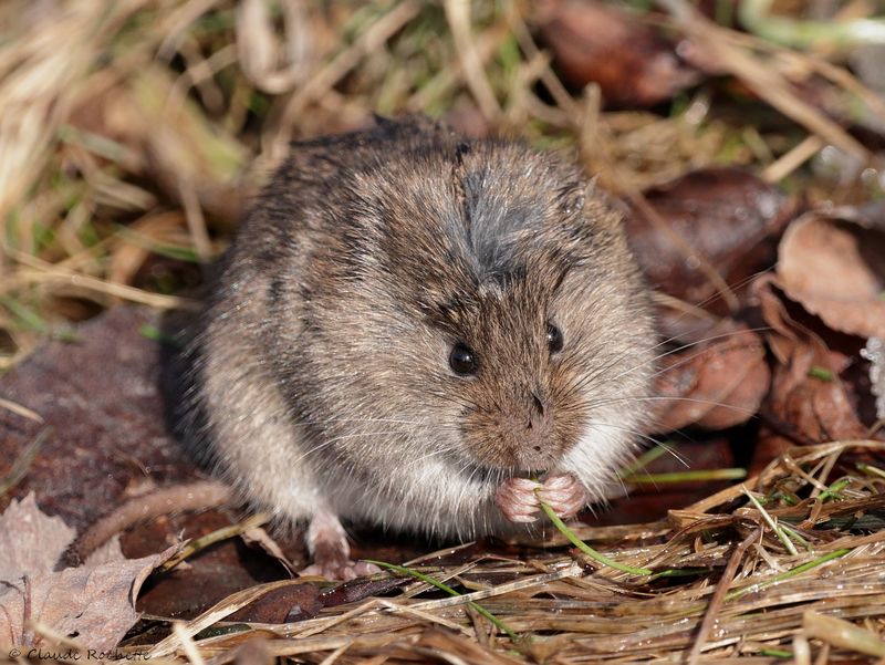 Campagnol / Common vole