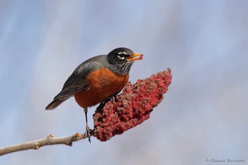 Merle d'Amérique / American Robin