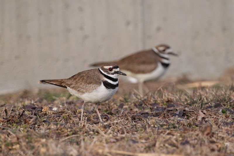 Pluvier kildir / Killdeer