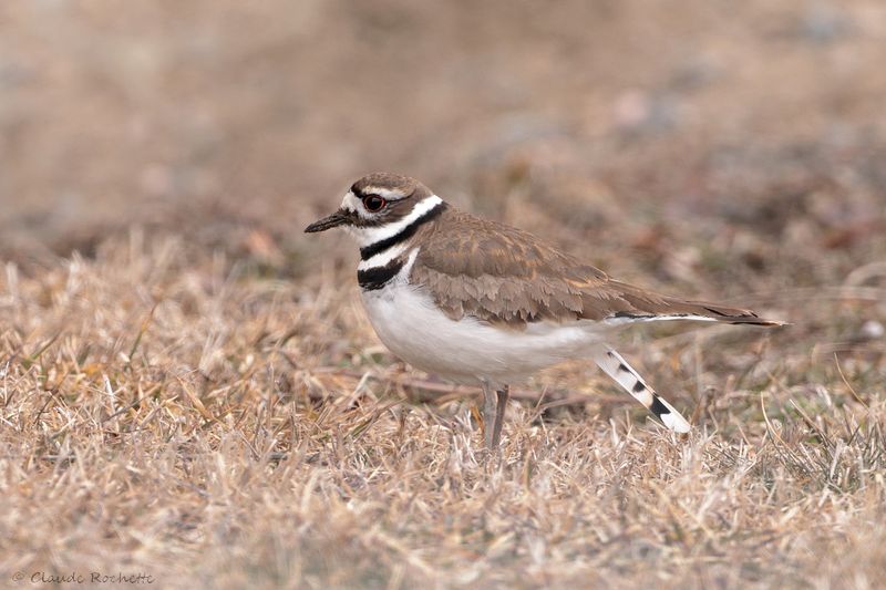 Pluvier kildir / Killdeer
