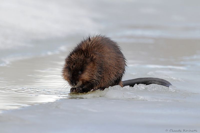 Rat musqué / Muskrat