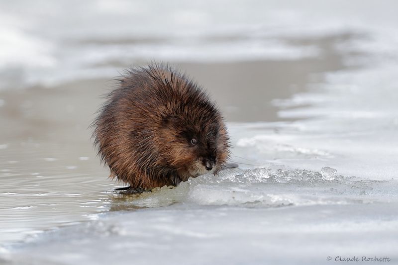Rat musqué / Muskrat