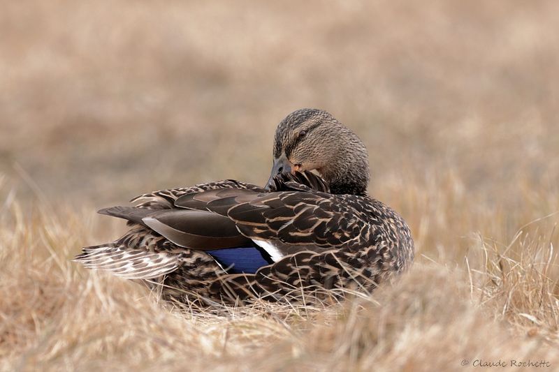 Canard colvert / Mallard