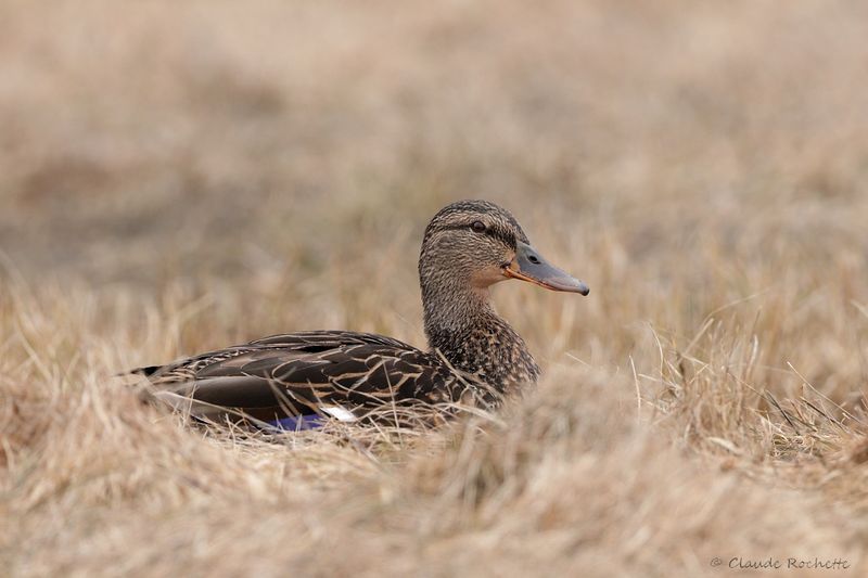 Canard colvert / Mallard