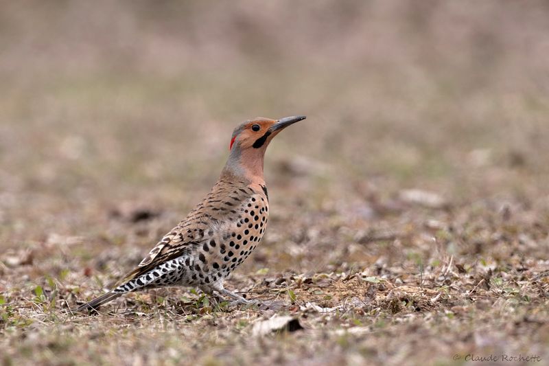 Pic flamboyant / Northern Flicker