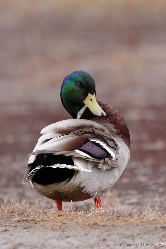 Canard colvert / Mallard