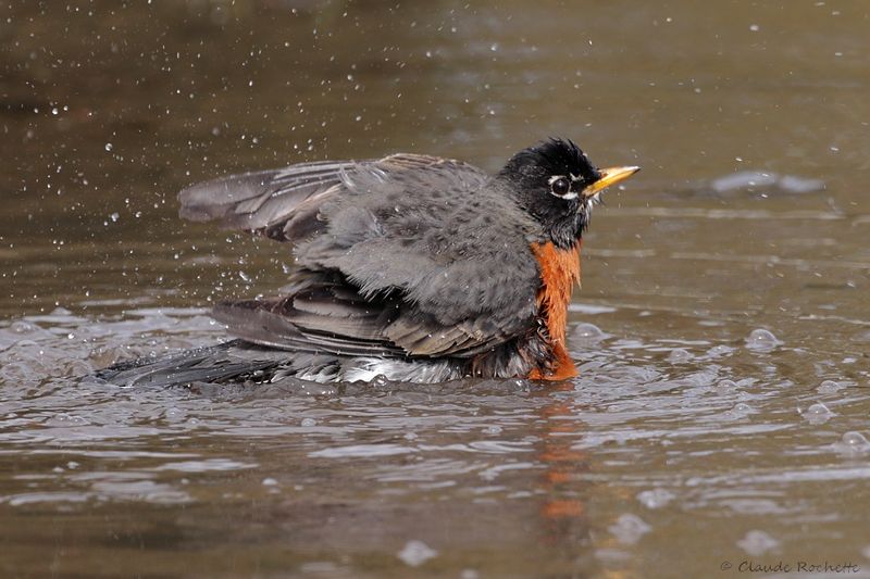 Merle d'Amérique / American Robin
