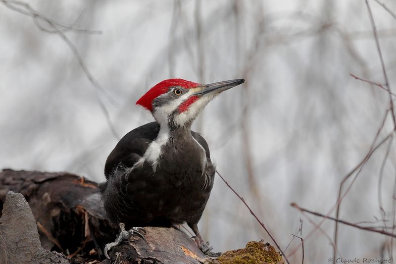 Grand pic / Pileated Woodpecker