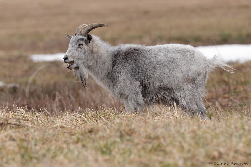 Chèvre / Goat