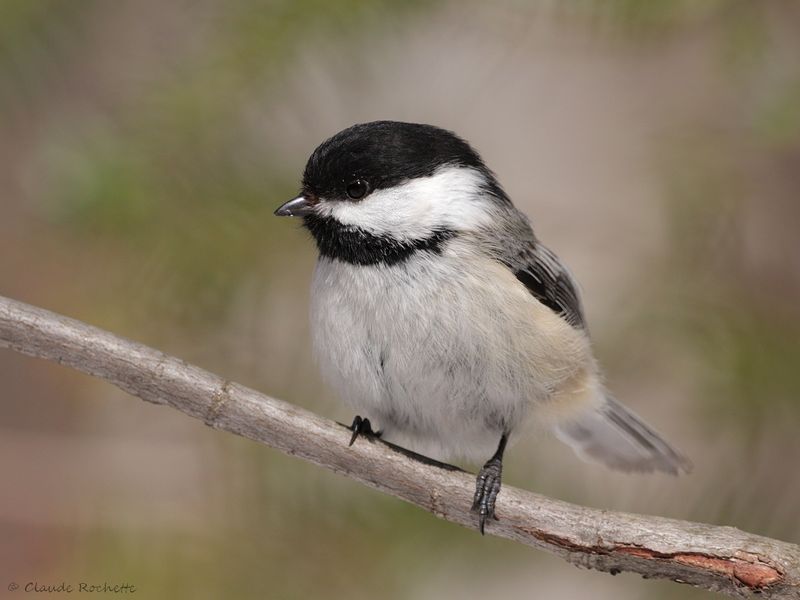 Mésange à tête noire / Black-capped Chickadee