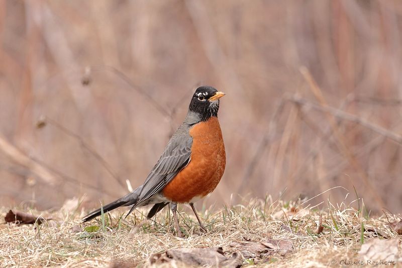 Merle d'Amérique / American Robin