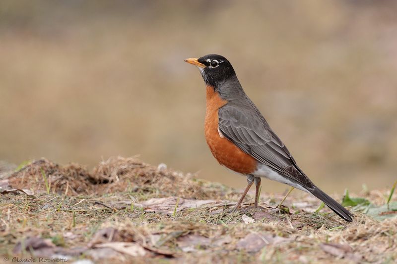 Merle d'Amérique / American Robin