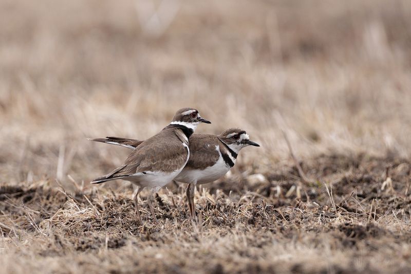 Pluvier kildir / Killdeer