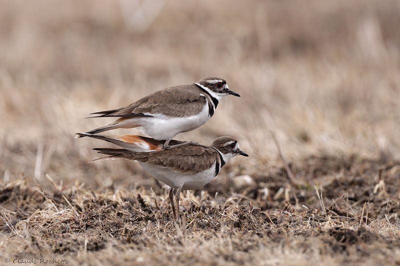 Pluvier kildir / Killdeer