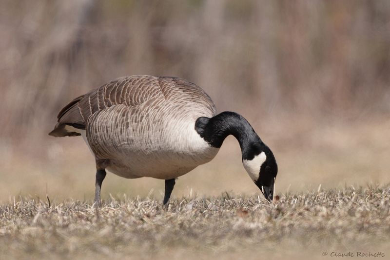 Bernache du Canada / Canada Goose