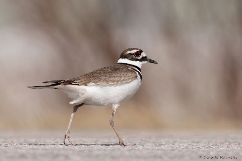 Pluvier kildir / Killdeer