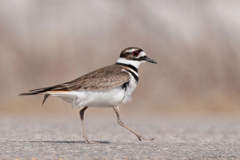 Pluvier kildir / Killdeer