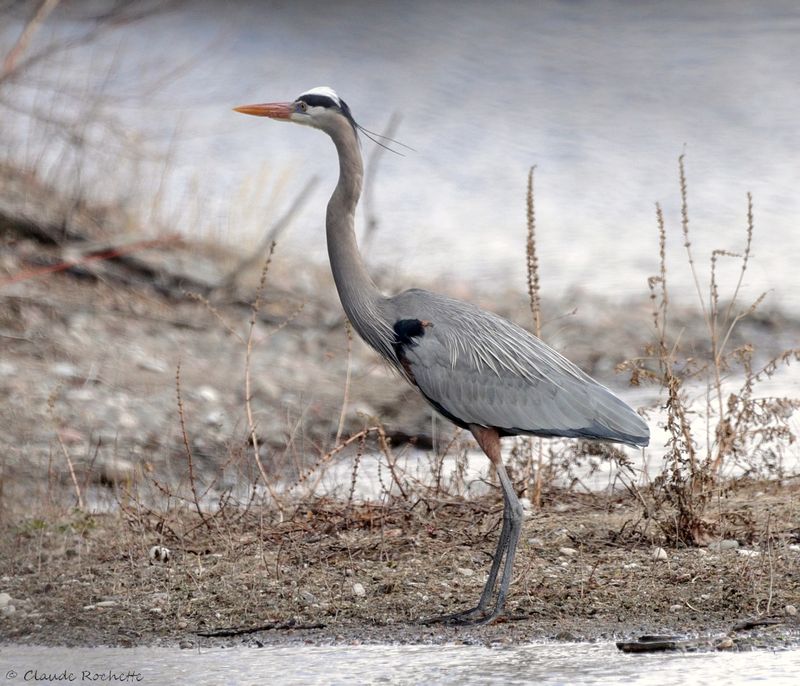 Grand héron / Great Blue Heron