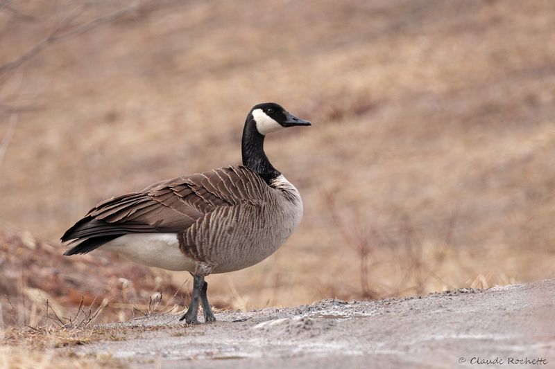 Bernache du Canada / Canada Goose