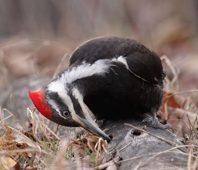 Grand pic / Pileated Woodpecker