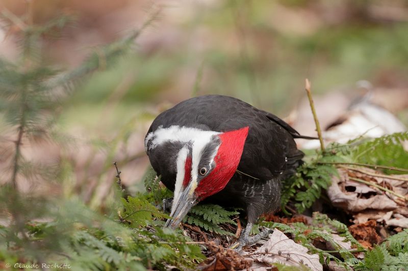Grand pic / Pileated Woodpecker