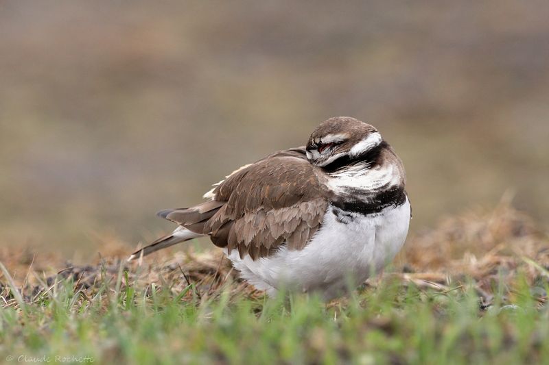 Pluvier kildir / Killdeer