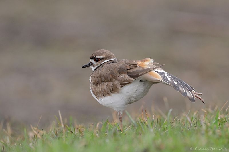 Pluvier kildir / Killdeer