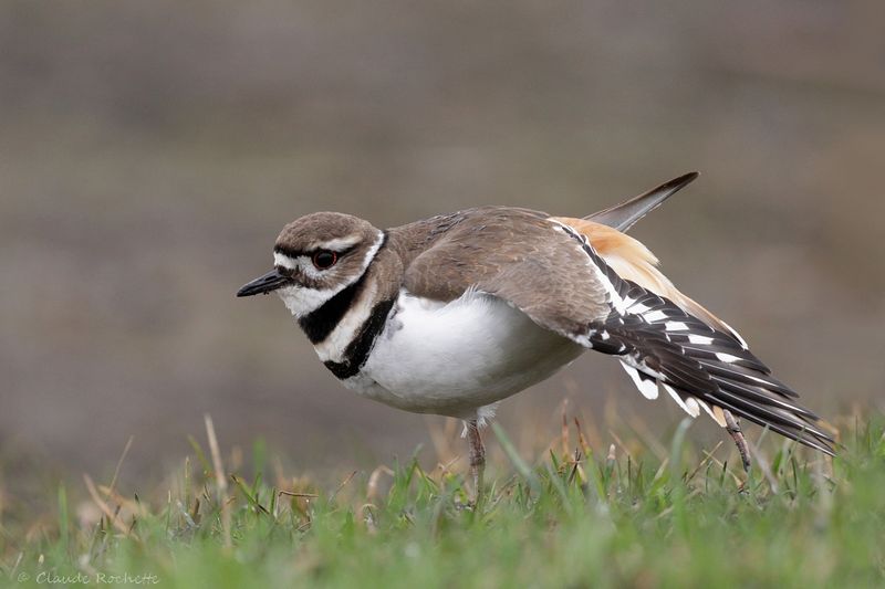 Pluvier kildir / Killdeer