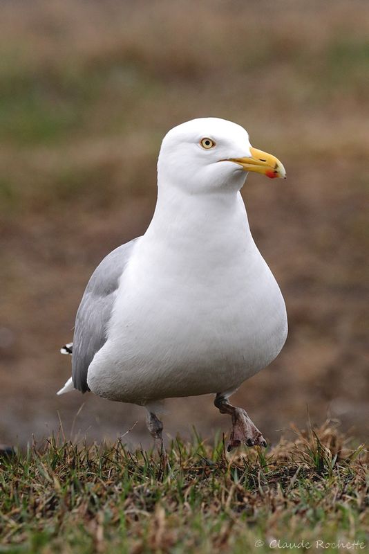 Goéland hudsonien / American herring gull