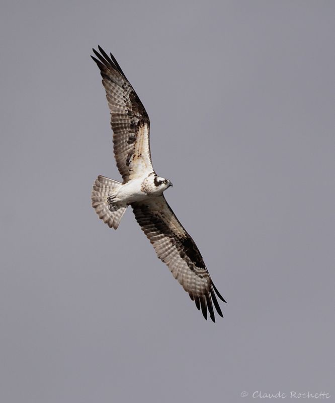 Babuzard pêcheur / Osprey