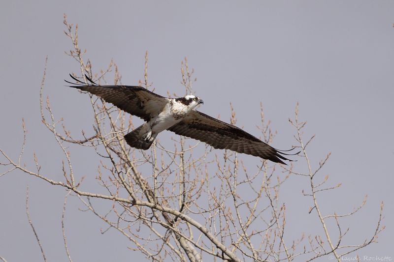 Balbuzard pêcheur / Osprey