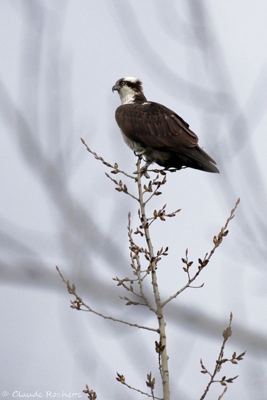 Balbuzard pêcheur / Osprey