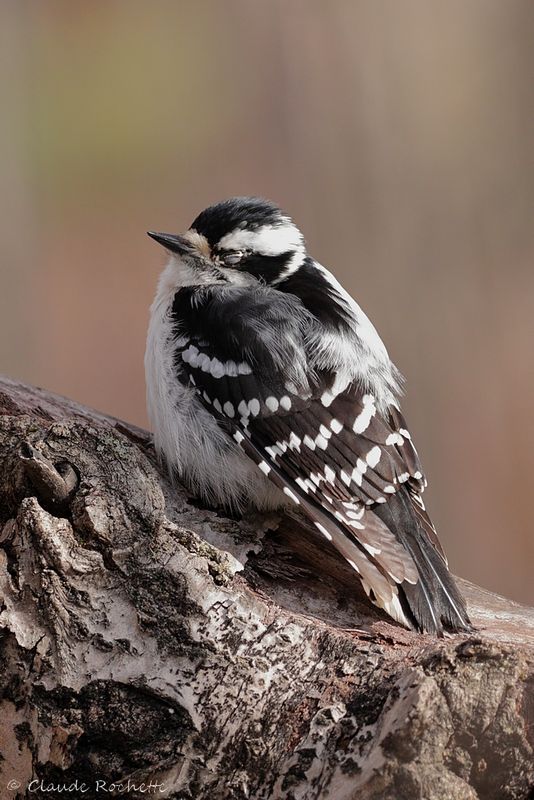 Pic mineur / Downy Woodpecker