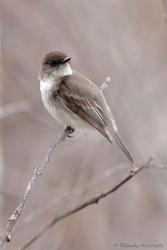 Moucherolle phébi / Eastern Phoebe