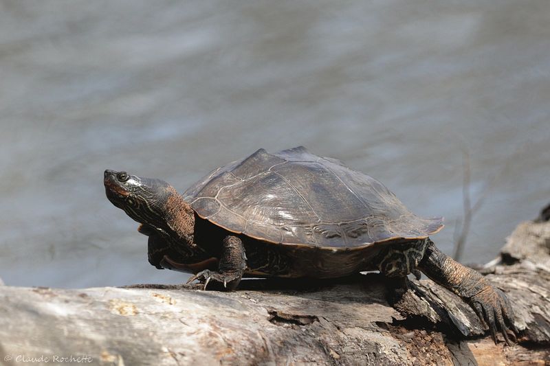 Tortue géographique / Map turtle