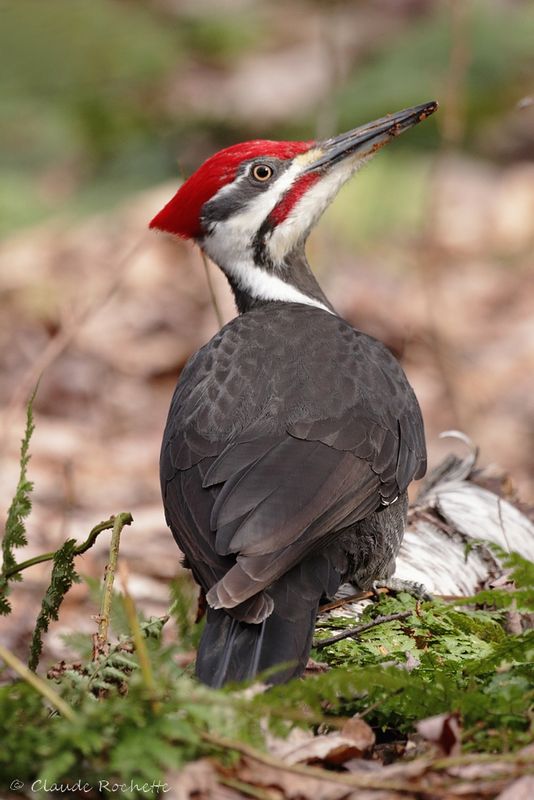 Grand pic / Pileated Woodpecker