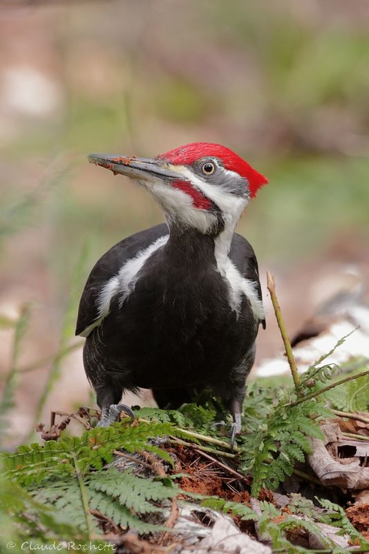 Grand pic / Pileated Woodpecker